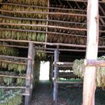 Tabakblätter, aufgehängt zum Trocknen an der Luft, die Kuba berühmt gemacht haben für seine Zigarren