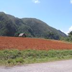 Mahagoni- und Zedernwälder im Vinales Tal und das Tabakanbaugebiet im Westen Kubas ...