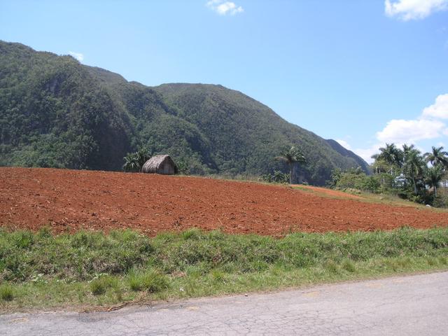 Mahagoni- und Zedernwälder im Vinales Tal und das Tabakanbaugebiet im Westen Kubas ...