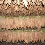 Die Trocknung dieser hochwertigen Tabake dauert ohne Verwendung von Trockenkammern viele Monate