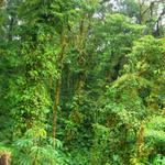 grüner Monteverde NP
