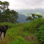 auf dem Weg nach Monteverde