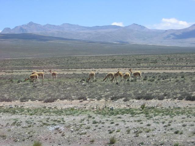 Vincunas beim Colca-Tal