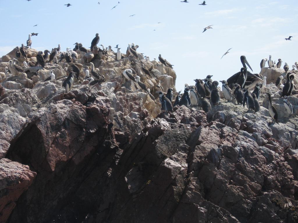 Islas Ballestas