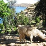 Lama auf der Isla del Sol