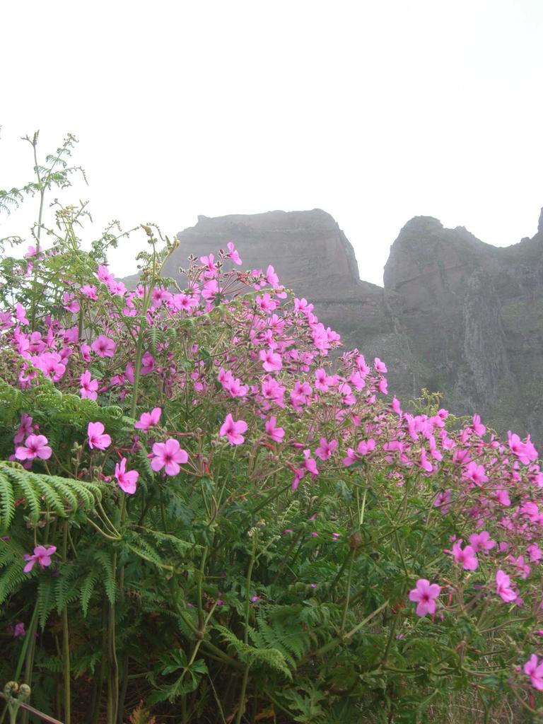 Flora im Zentralgebirge