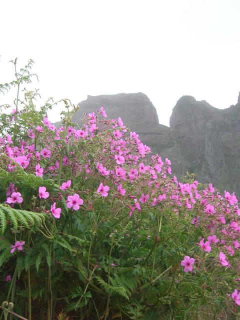 Flora im Zentralgebirge