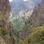 Vegetation im Zentralgebirge von Madeira