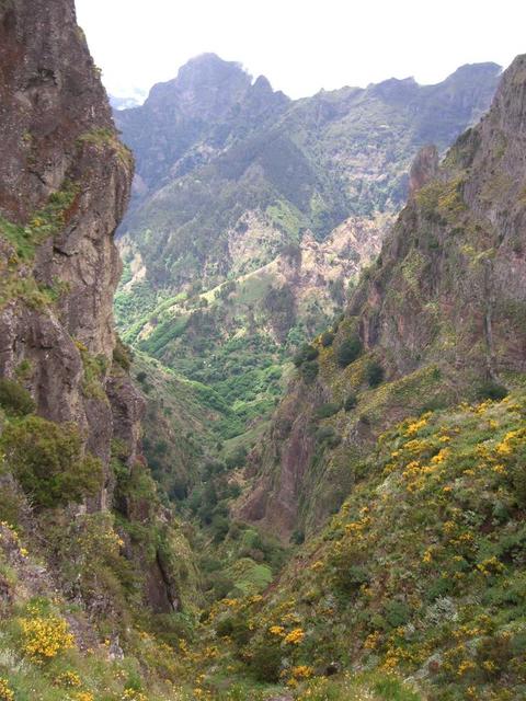 Vegetation im Zentralgebirge von Madeira