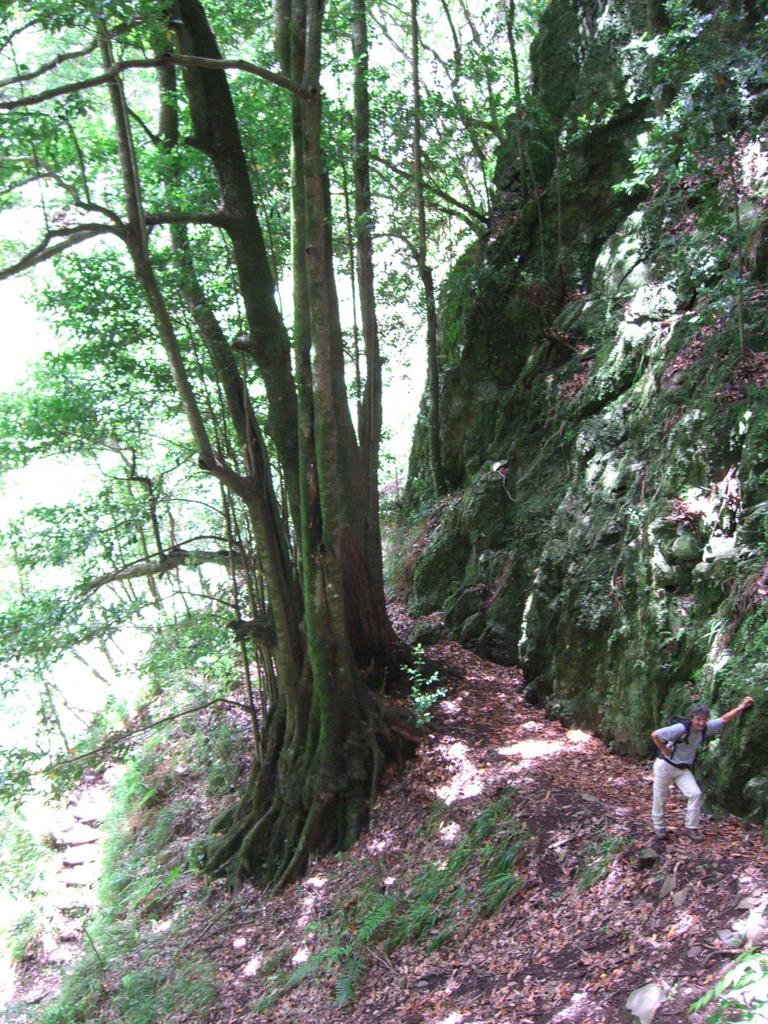 Wanderung durch ursprünglichen Lorbeerwald