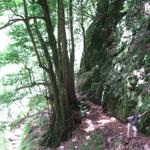 Wanderung durch ursprünglichen Lorbeerwald