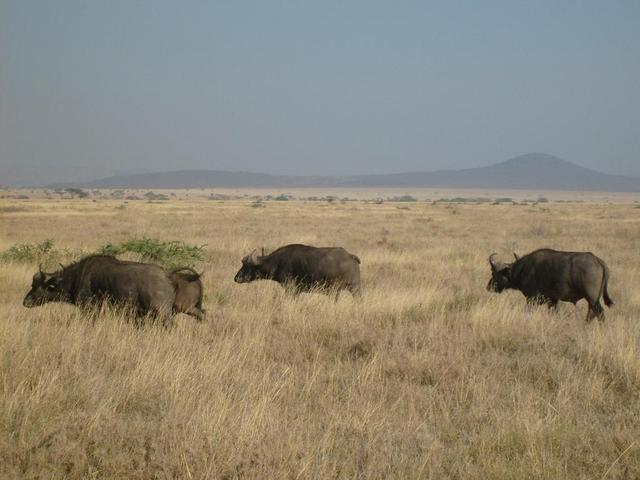 Safari