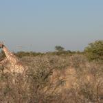 Etosha NP 1