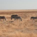 Etosha NP 5