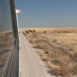 Etosha NP 7