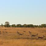 Etosha NP 8