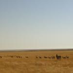 Etosha NP 11