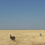 Etosha NP 12