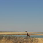 Etosha NP 23