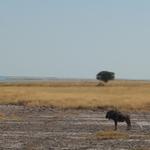 Etosha NP 24