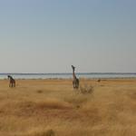 Etosha NP 25