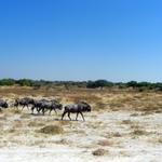 Etosha NP 28