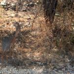 Etosha Nationalpark  2