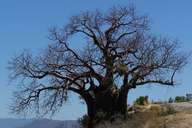 Baobab- oder Affenbrotbaum
