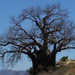 Baobab- oder Affenbrotbaum