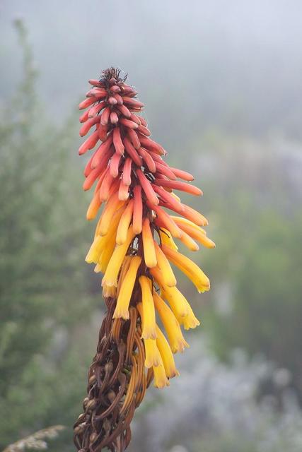 Blüte am Hang des Kili