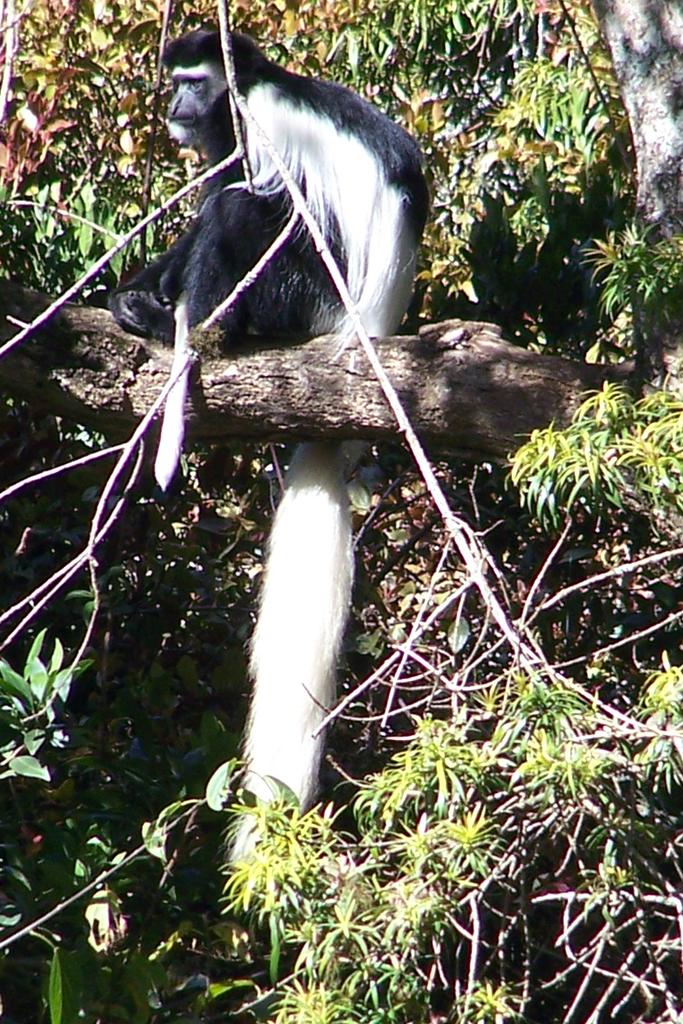 Weißer Colobus-Affe