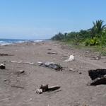 Am Strand von Tortuguero