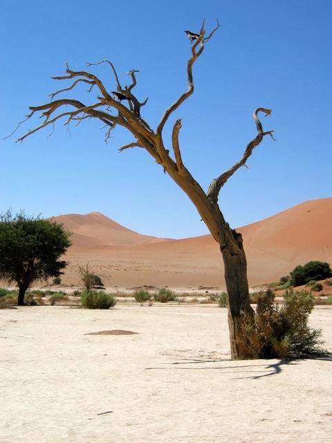 Dead Vlei, Sossusvlei