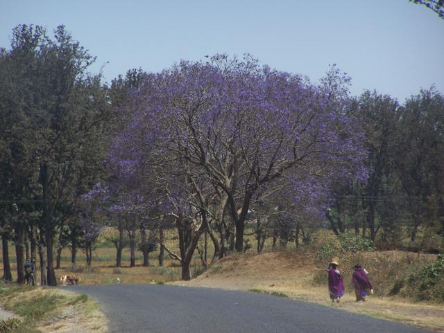 Blühende Jacaranda-Bäume