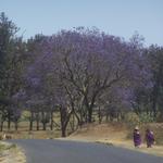 Blühende Jacaranda-Bäume