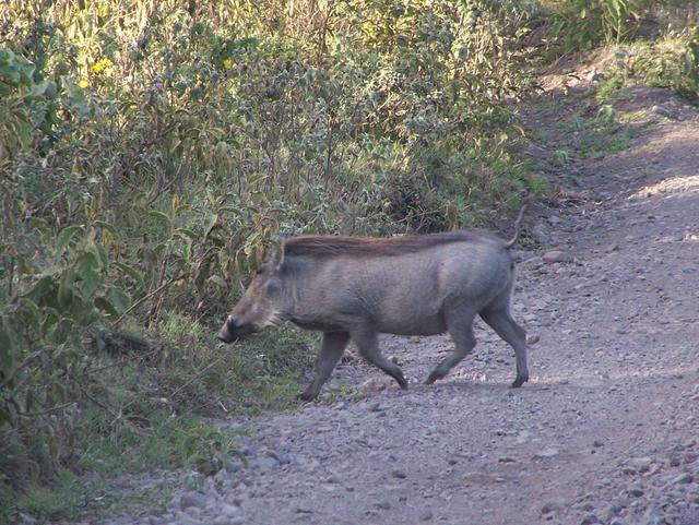 Warzenschwein beim Überqueren der Straße