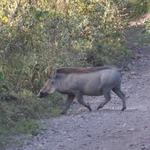 Warzenschwein beim Überqueren der Straße