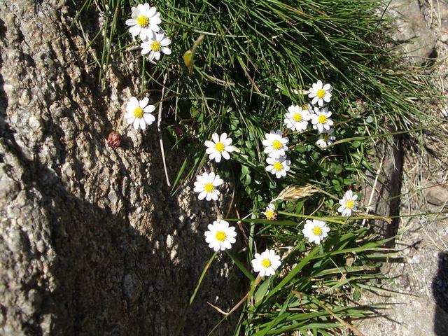 Gänseblümchen