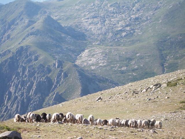 Schafe nach dem Pte Muratello 1848m
