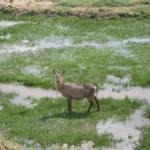 Tarangire Nationalpark