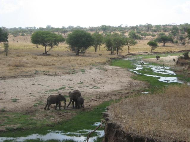 Tarangire Nationalpark