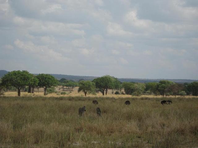 Tarangire Nationalpark