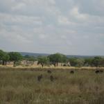 Tarangire Nationalpark