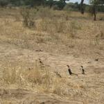 Tarangire Nationalpark