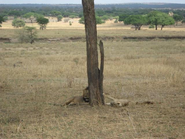 Tarangire Nationalpark