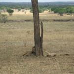 Tarangire Nationalpark