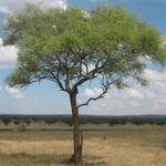 Tarangire Nationalpark