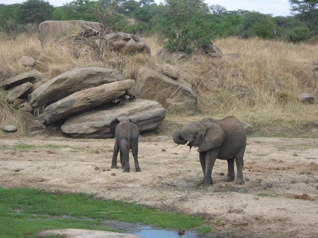 Tarangire Nationalpark