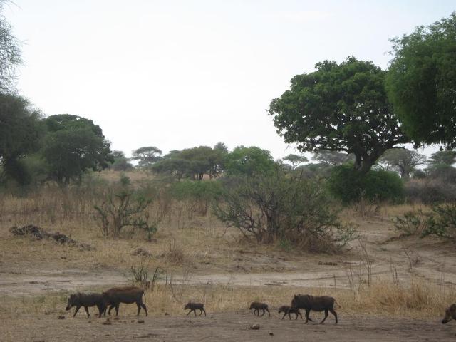 Tarangire Nationalpark