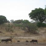 Tarangire Nationalpark